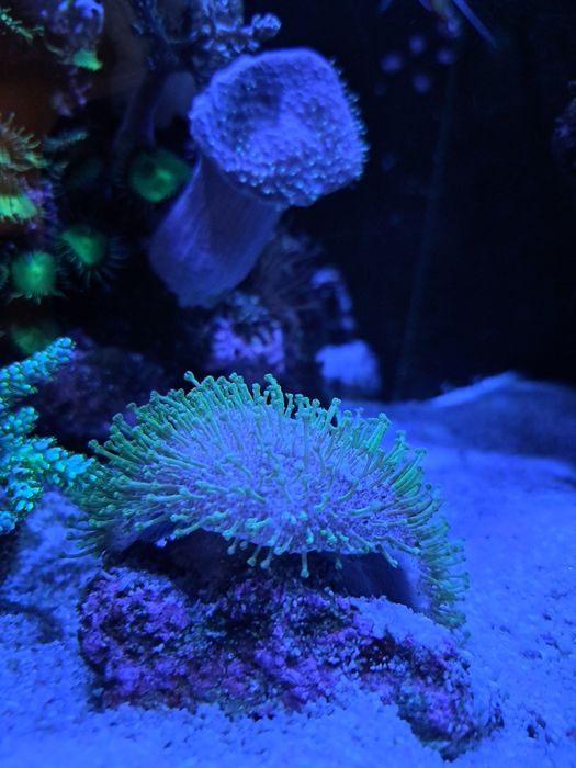 Sprzedam Sarcophyton sp.