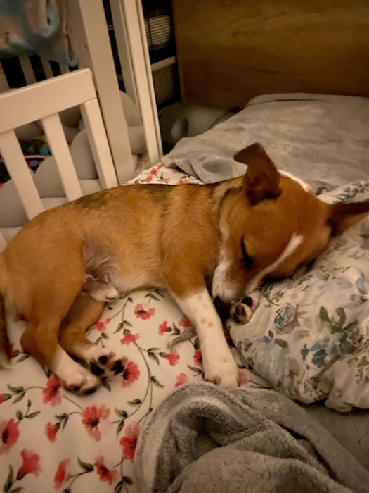 Терміново віддам песика в добрі руки