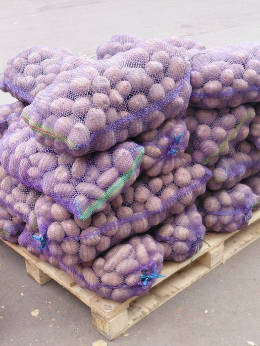 картопля, картошка