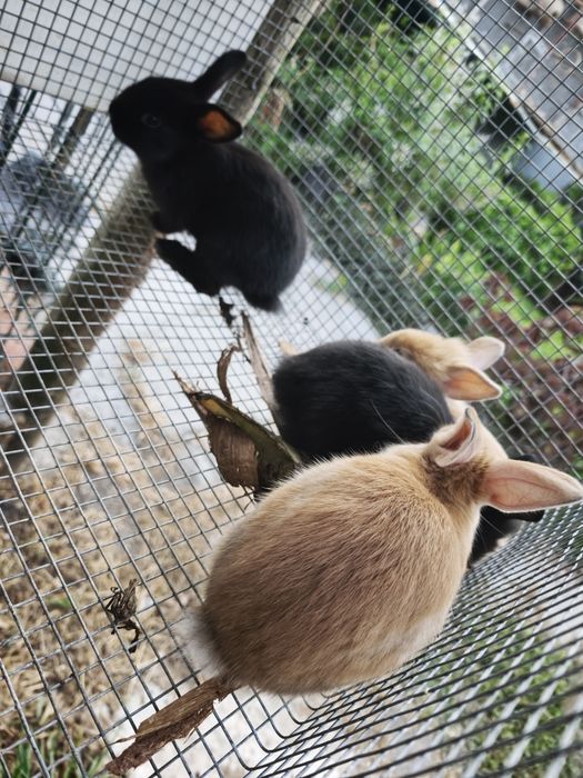 Vendo coelhos anões
