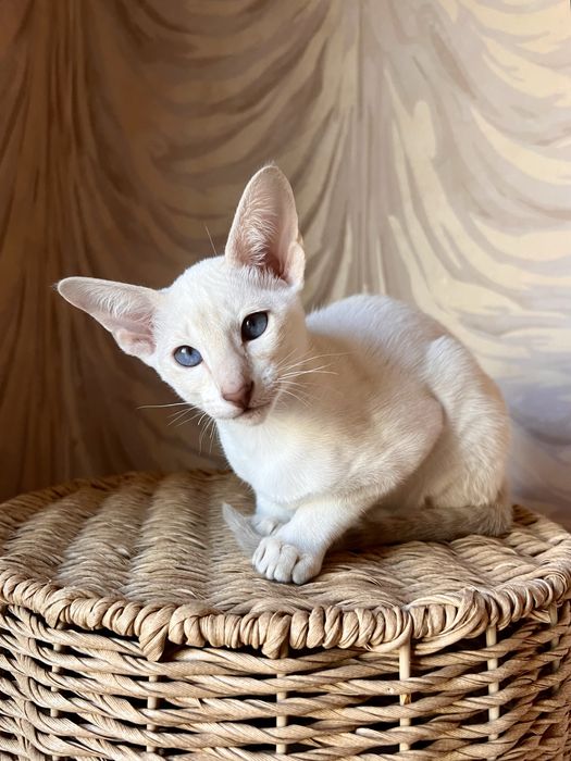 Орієнтальні дівчата, 3 місяці