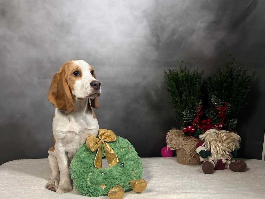 UNIKAT, po championach ZKWP / FCI