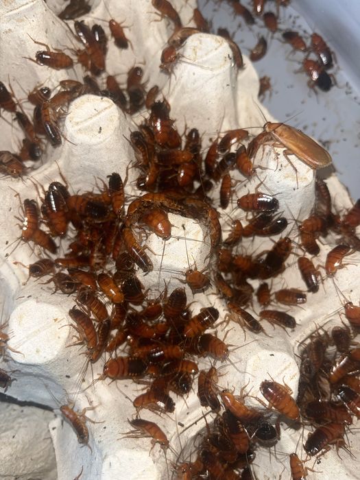 Karaczany tureckie różne rozmairy