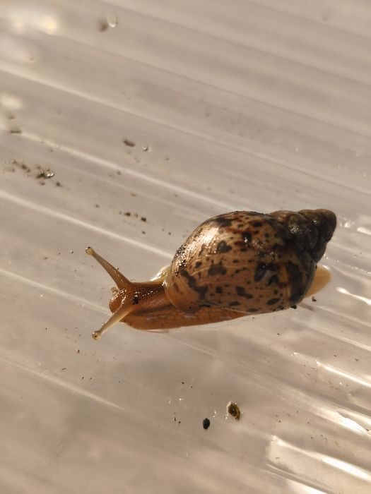 Ślimaki Afrykańskie