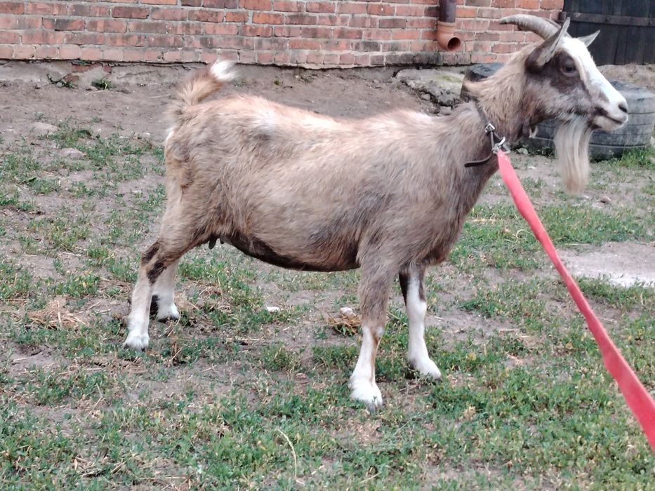 Kozy miniaturka/baranki