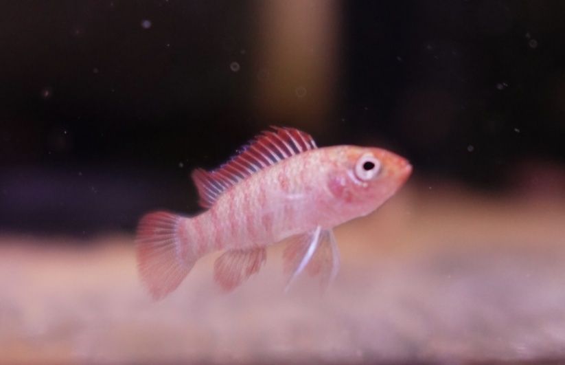 Badis bengalski od Neon Zoo