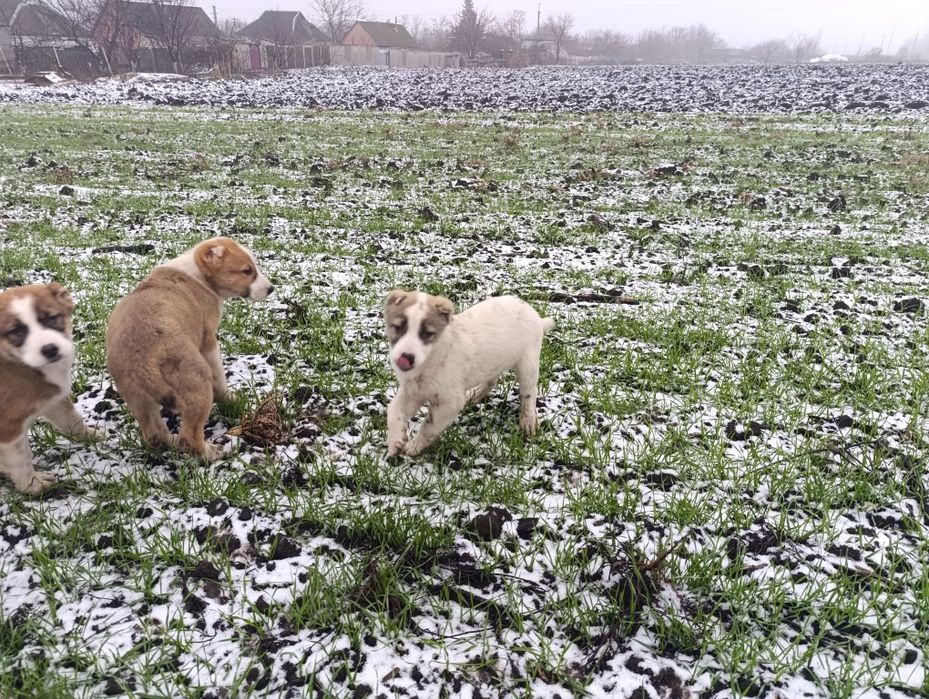 Продам цуценят алабая