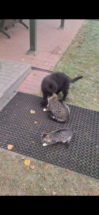 Oddam koty stajenne w dobre ręce.