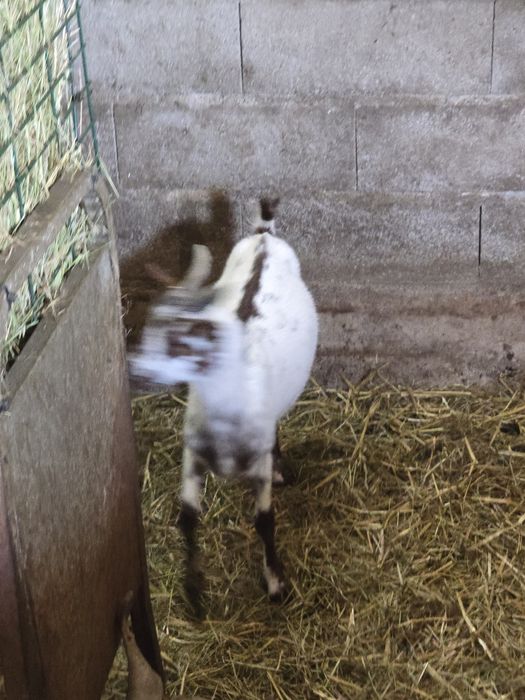Cabras algarvias