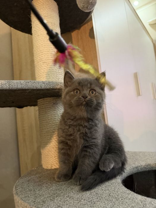 Kocurek szkocki o umaszczeniu dymnym