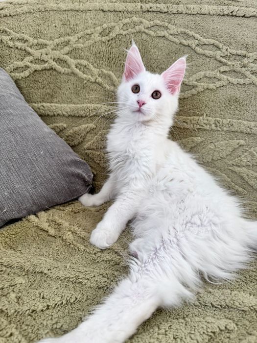 Мейн кун кошенятка !