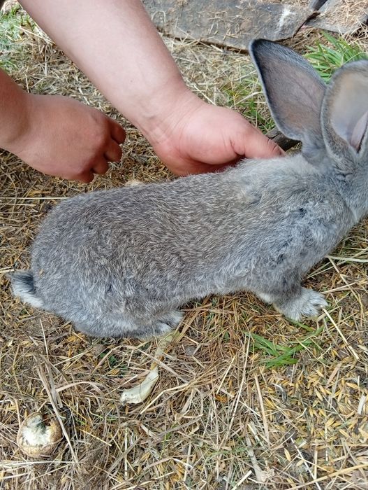 Królik do chowu około 2,5 miesiąca