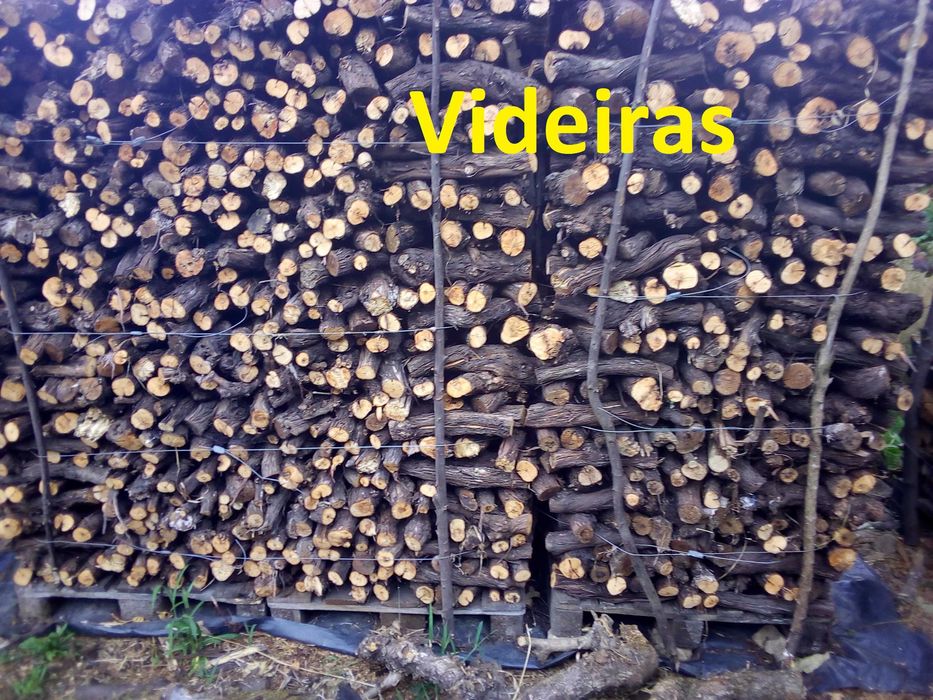 Diferentes lenhas secas e rachadas no verão