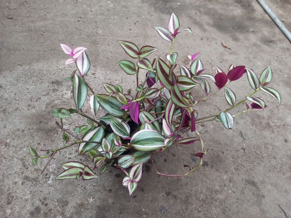 Trzykrotka zebrina quadricolor