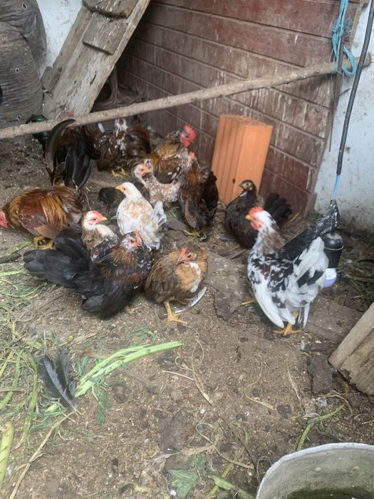 Serames adultos e jovens