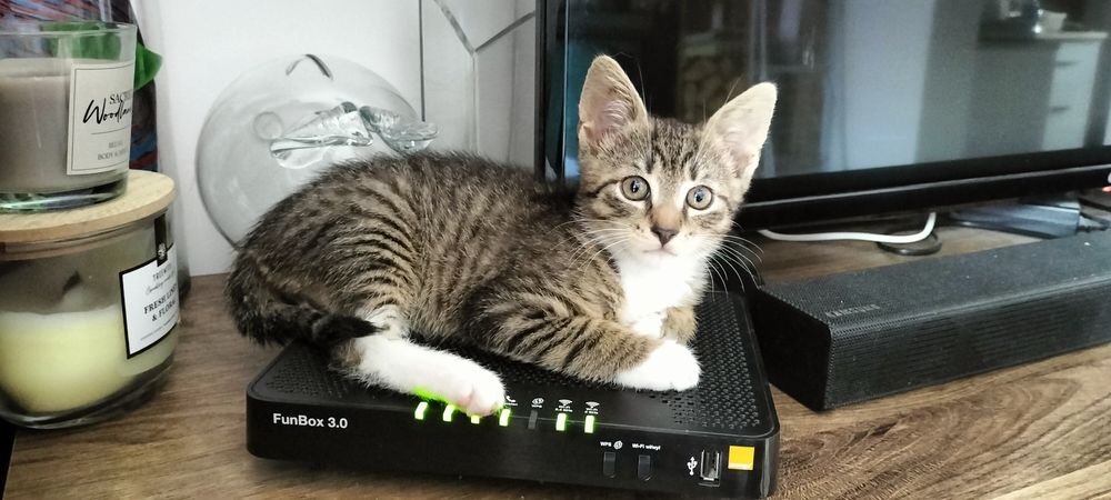 Mały Dyzio do adopcji