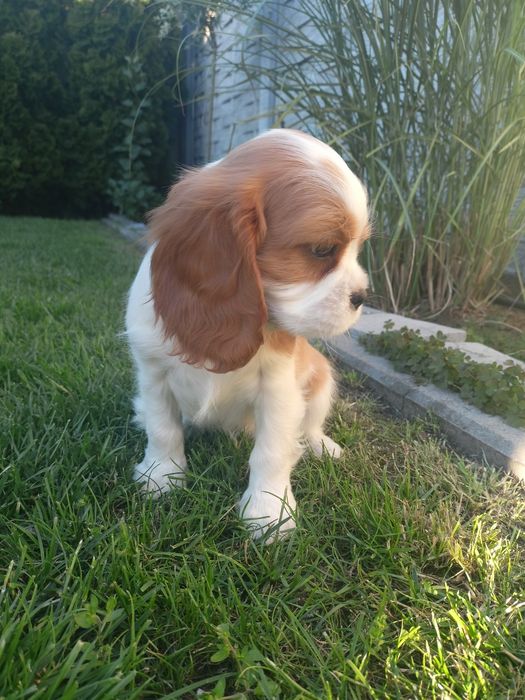 Cavalier King Charles Spaniel  - dziewczynki