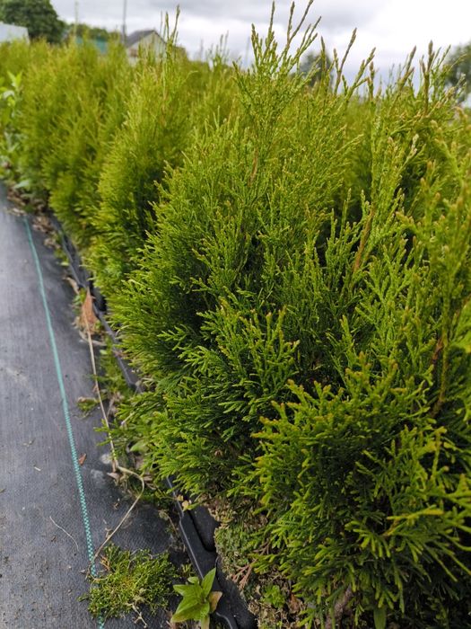 Tuja szmaragd w doniczce 0,5l