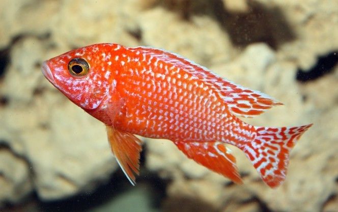Aulonocara Fire Fish