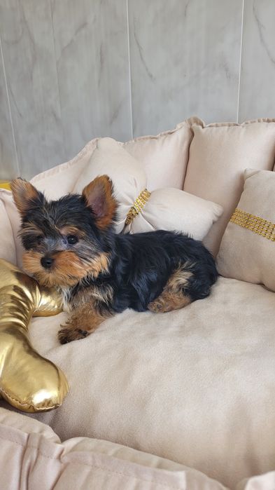 Yorkshire terrier maleńki  piesek z wyprawką