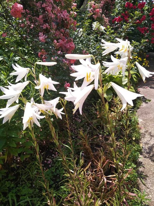 Продам лилии (кандидум) (лилия лекарственная) в наличии много