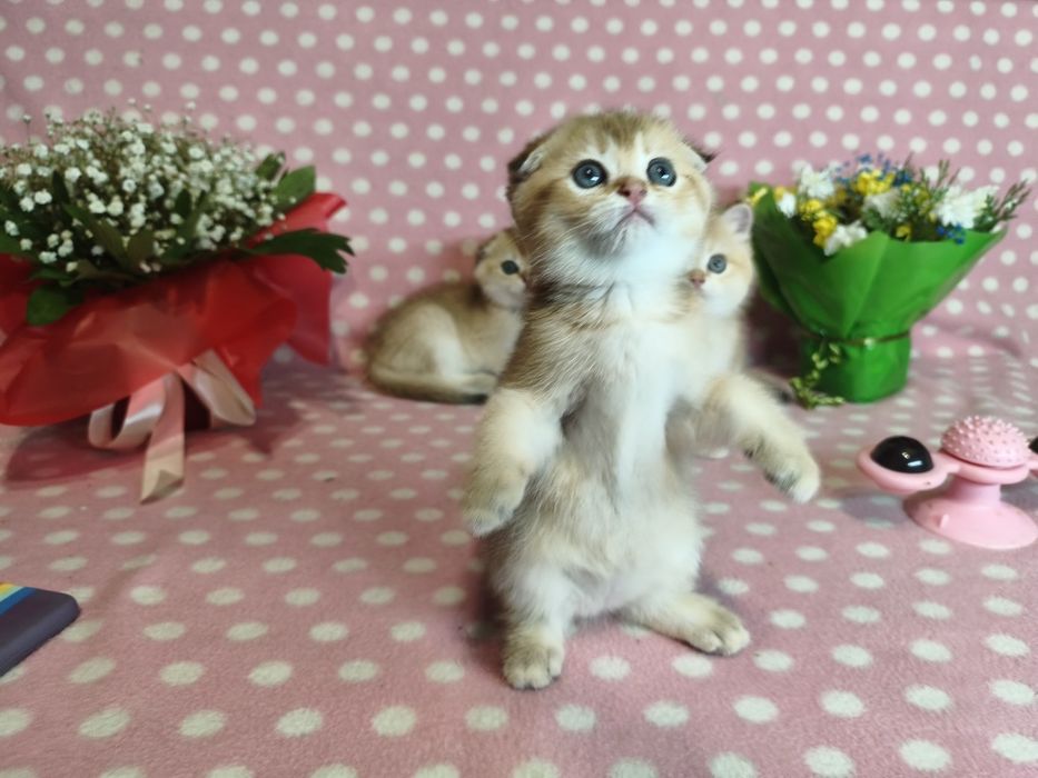 Золоті кошенята для родини