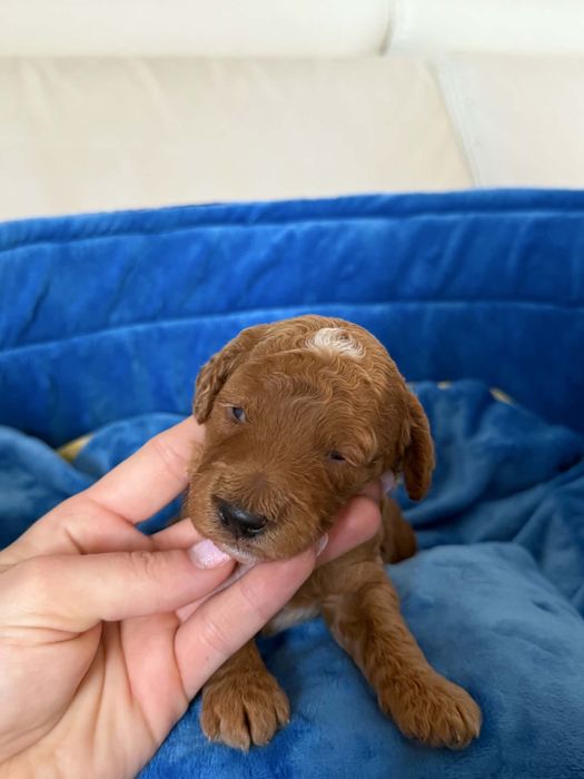 Pudel miniatura piesek