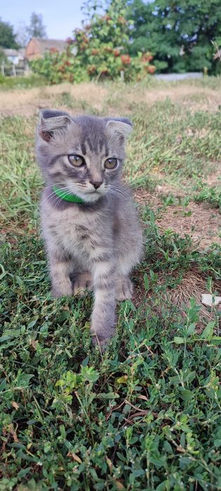 Котика у добрі руки