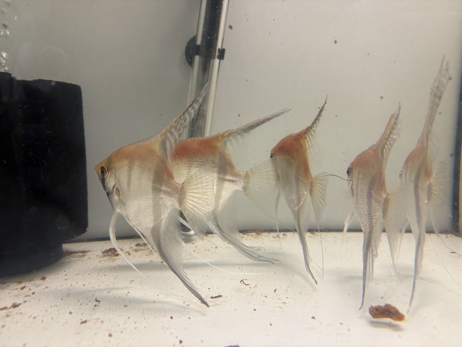 Skalary manacapuru po rodzicach od Simona