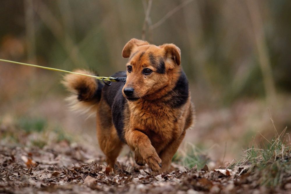 Ozi, maly spokojny piesek do adopcji
