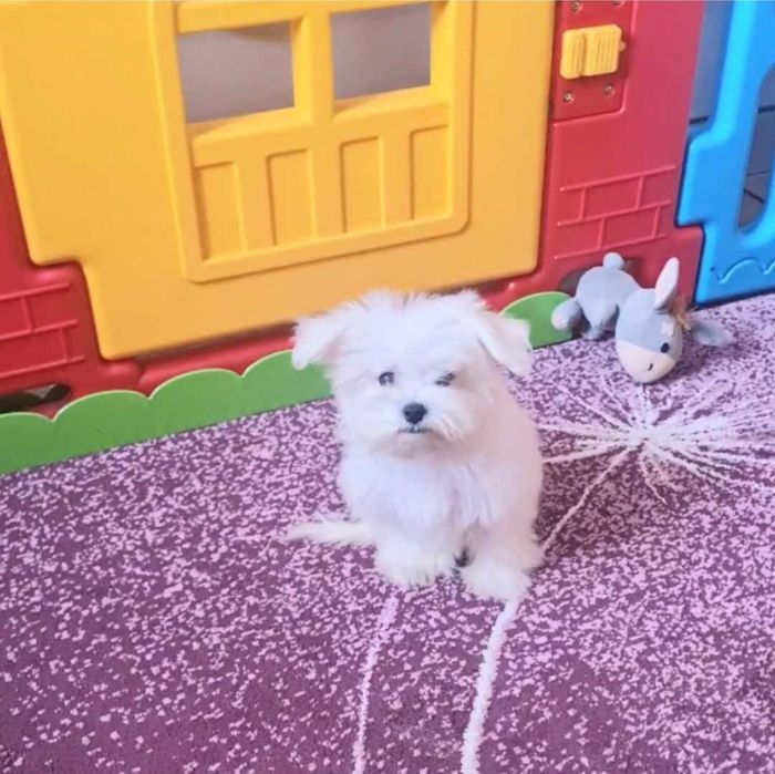 Мальтійська балонка!!! Маленька красуня