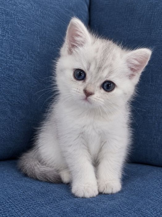 Кошенята  британська срібляста шиншила /Котята британская серебристая