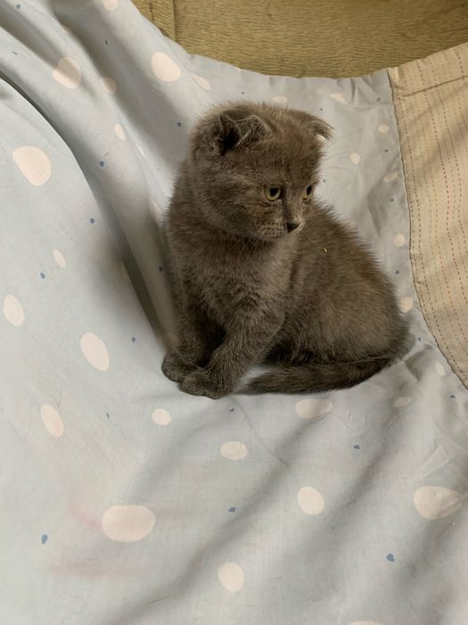 Срочно недорого шотландские котята