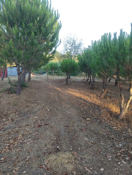 Terreno/Quinta urbanizavel