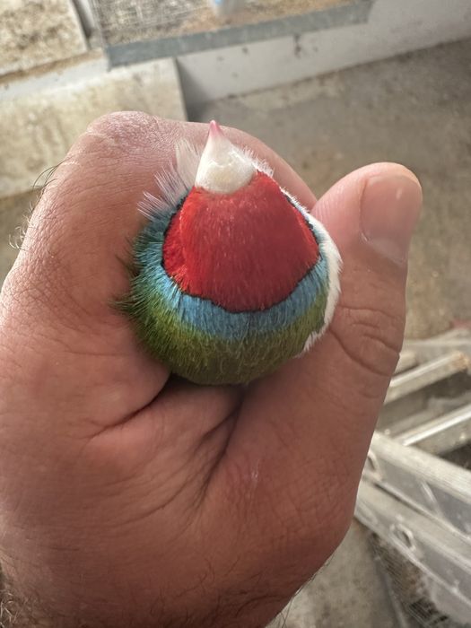 Diamantes gould