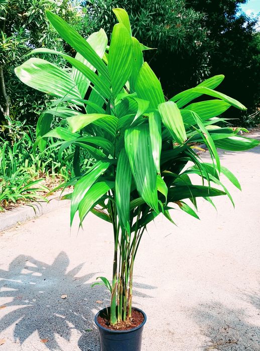 Areca catechu, Arequeira Palmeira-Bétel ou Noz-de-Bétel