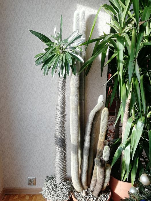 Zestaw kaktusów duży