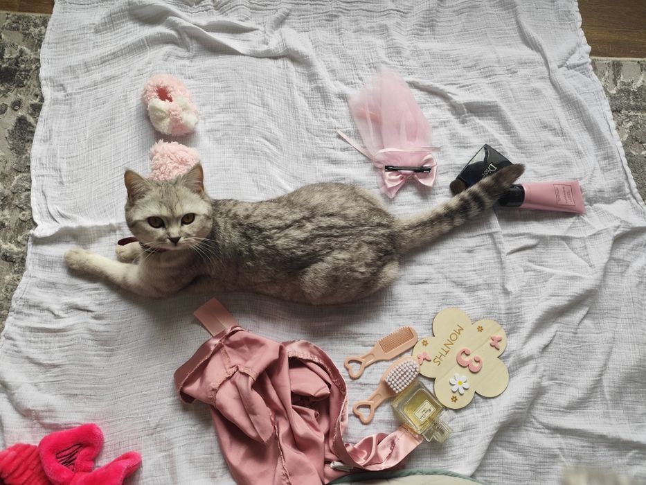 Тварини Кошенята