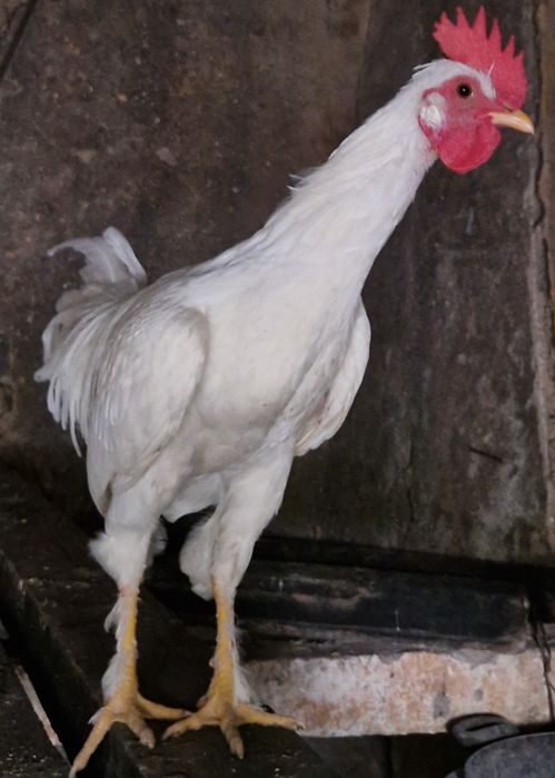 Frangos troco por frangas ou pintos fêmea  ou por saca comida  Arredores E Faro ligue pra mim sffs