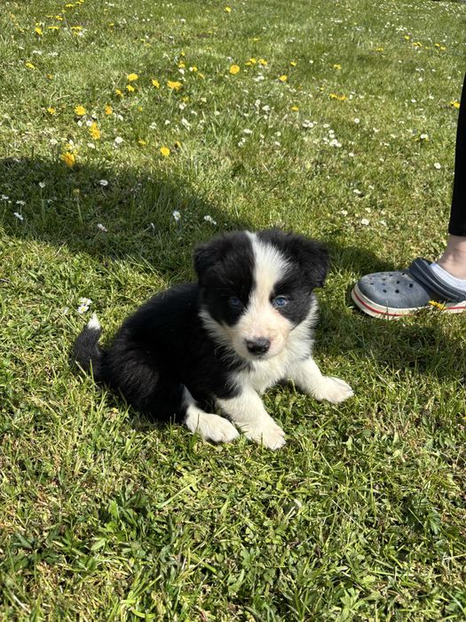 Szczeniak Border Collie