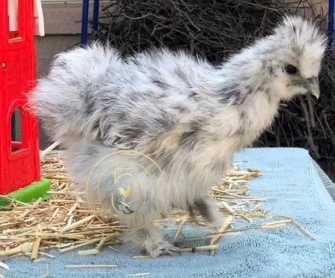 Reserva Elite: Sedosa do Japão SPLASH Genética Finca Casarejo