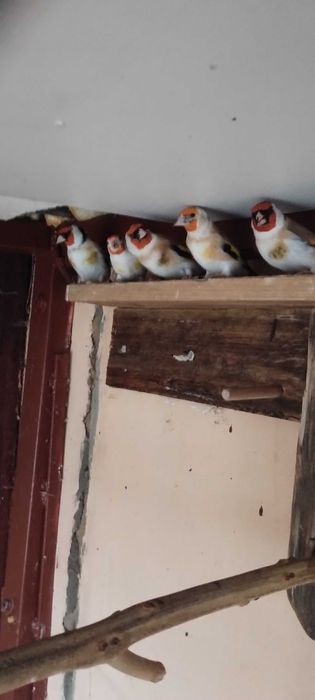 Szczygły Syberyjskie i Kanarki żółte