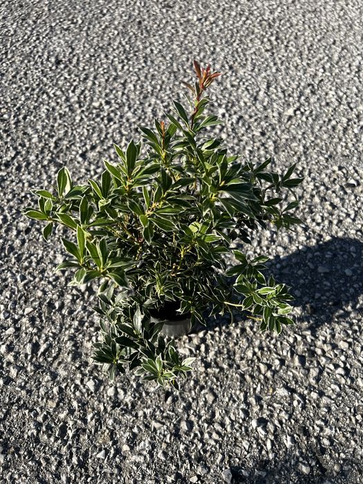 Pieris japonica variedades