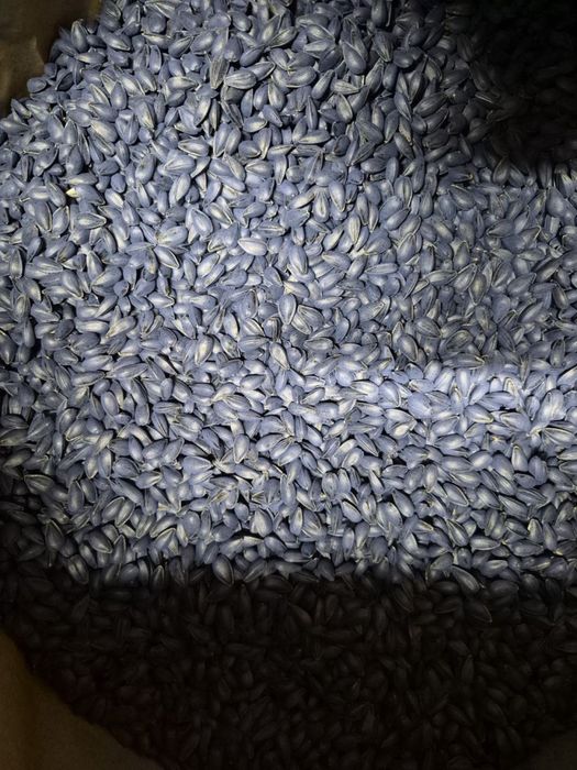 Посівний матеріал соняшнику(СУРЕЛЛІ)