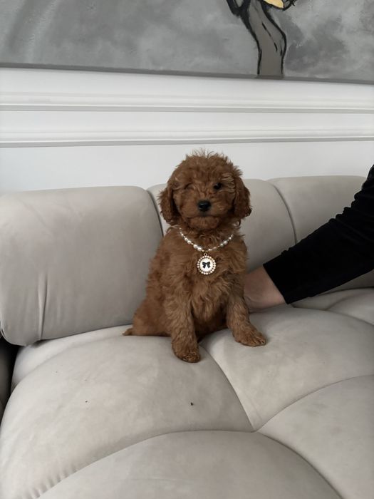 Pudel Mini suczka z rodowodem