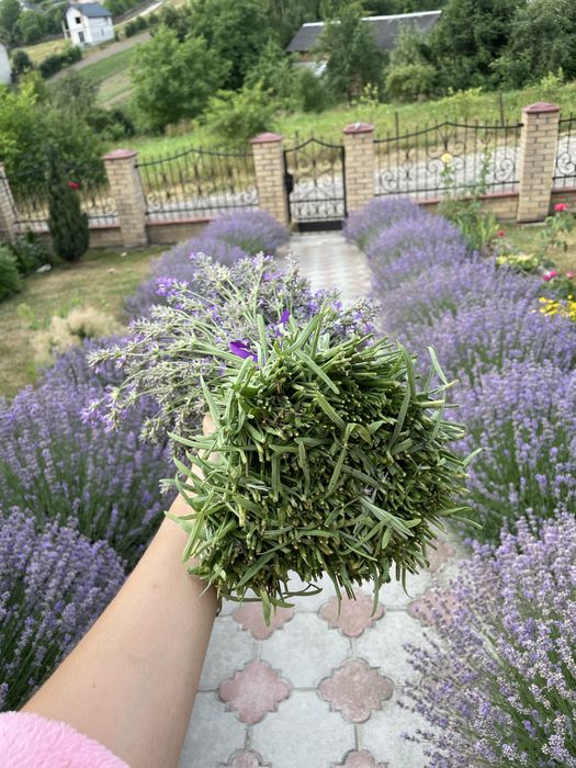 Зріз  лаванди букет саше