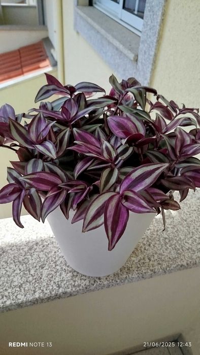 Vaso com trandescantia Zenebris