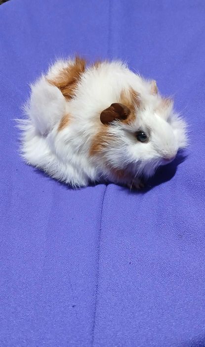 Морські свинки,  порода розетка.