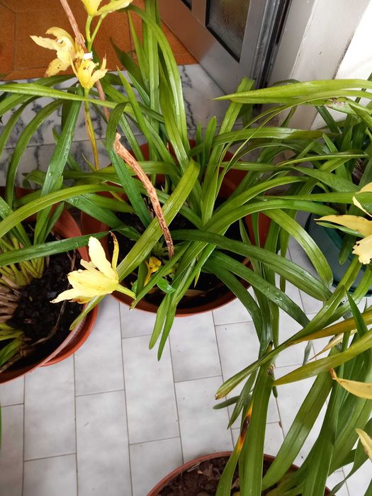 Vasos Orquídeas amarelas de exterior