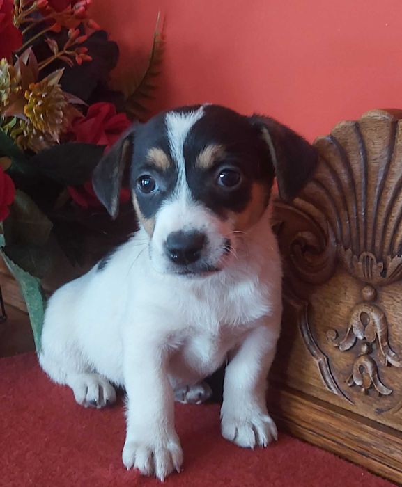 Jack Russel Terrier sunia tricolor 2 razy zaszczepiona , zachipowana